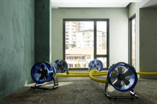 Best Basement water damage restoration  in Indian River, MI